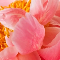 Peony Blossom - Пион